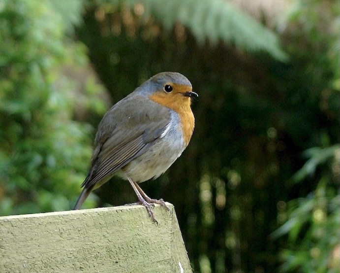 robin